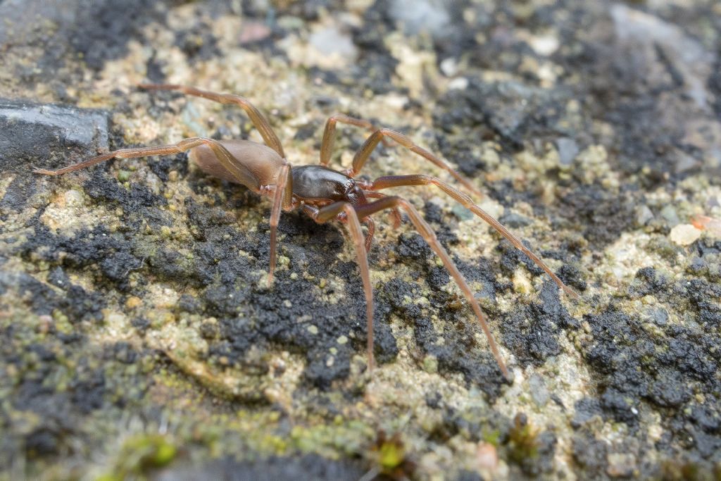 Harpactea sp., maschio - Portovenere (SP)